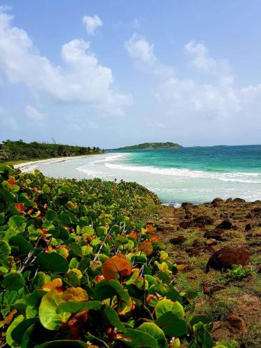 Plaze-wybrzeza-poludniowo-karaibskiego00008